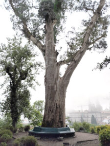 Árbol de los enamorados en el parque da Alameda (vista lateral)