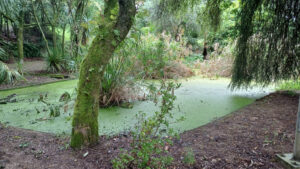 Estanque do parque da Almáciga