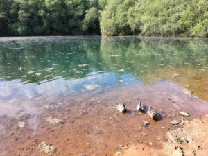 Lago con patos